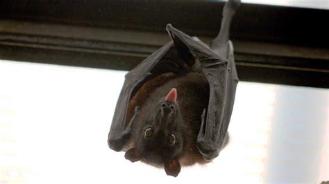 蝙蝠跑到家裡 嘴巴附近有痣